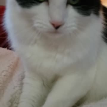 Happy toes Rebel 😺💖