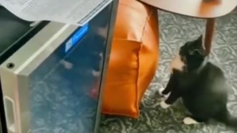 Funny Animal Videos 2024 Best Dogs And Cats Videos 😺😍 #9