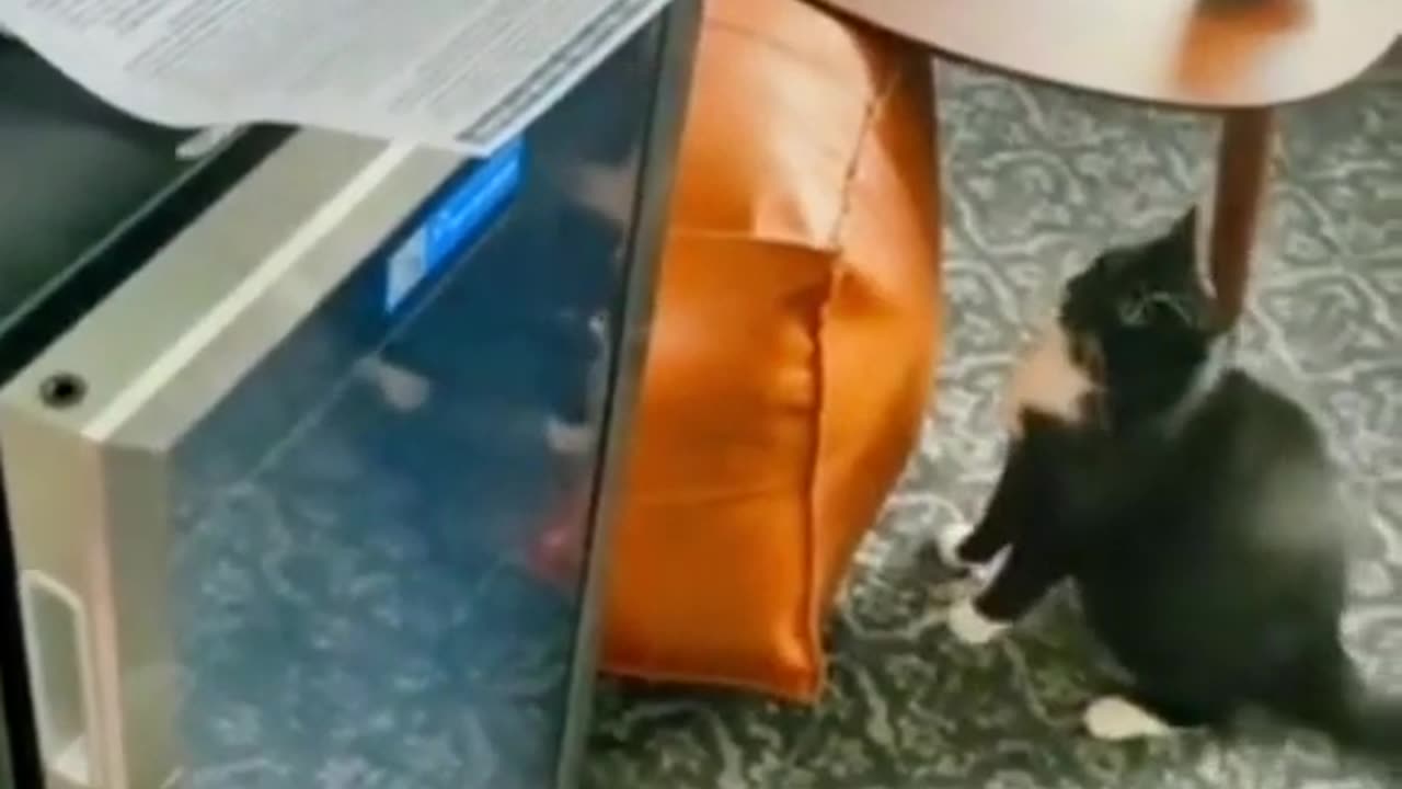 Funny Animal Videos 2024 Best Dogs And Cats Videos 😺😍 #9