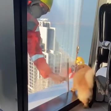 Funniest pets😁😁