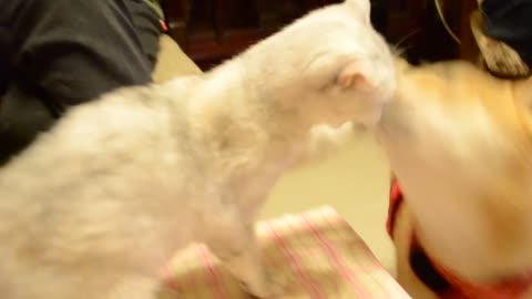 Cat and Dog Fight