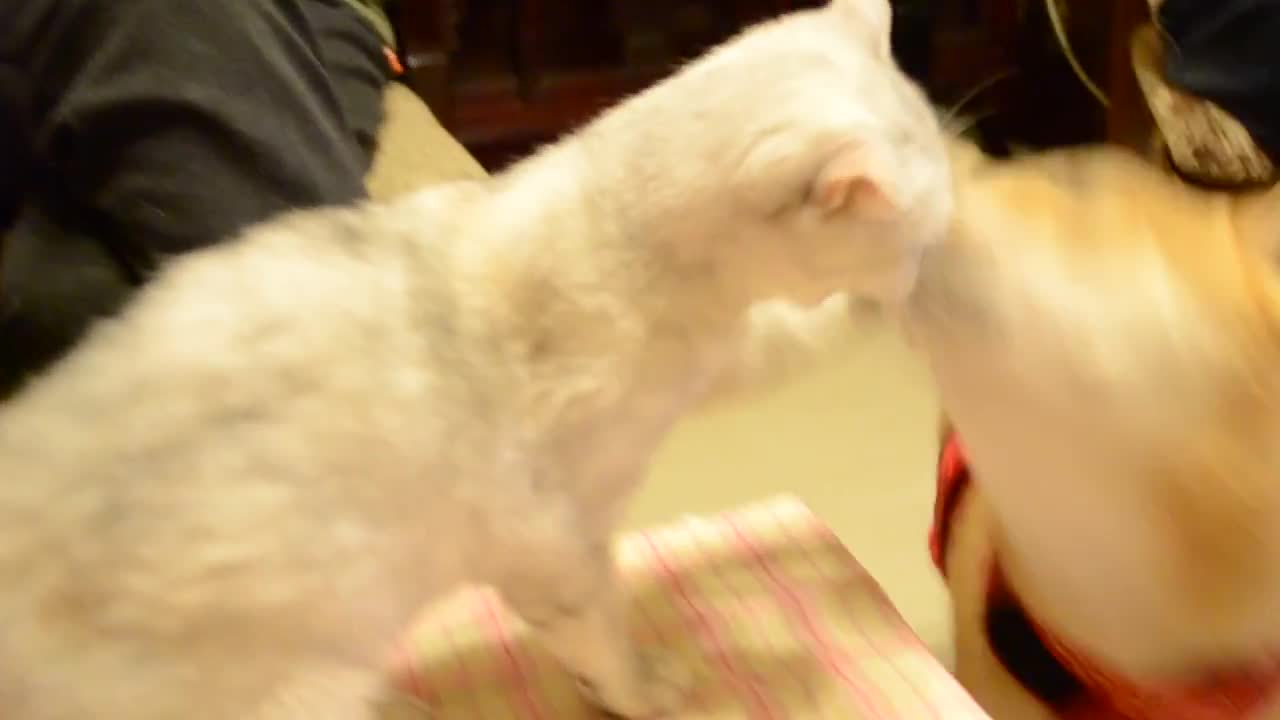 Cat and Dog Fight