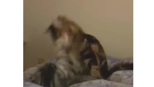 He took that personally🐱