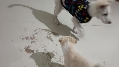 My Dog His Name is Tuffy