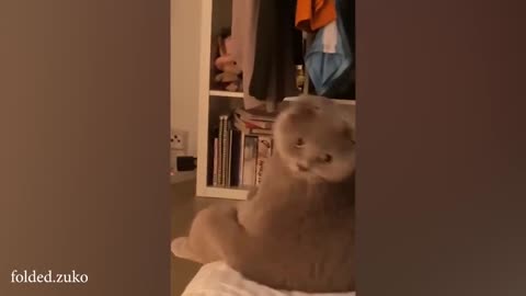 Funny cat video