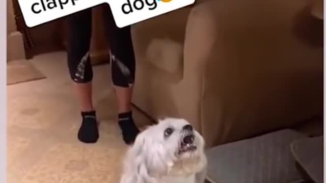 I want to clap my hands too 🤓🤓🤓 Funny dog video #Shorts