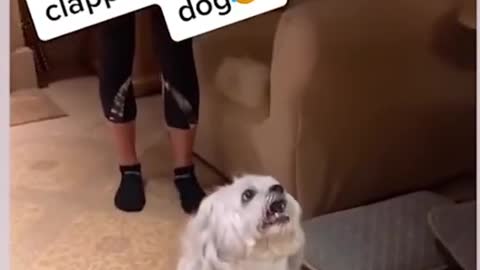 I want to clap my hands too 🤓🤓🤓 Funny dog video #Shorts