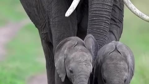 Elephants are highly intelligent 😊