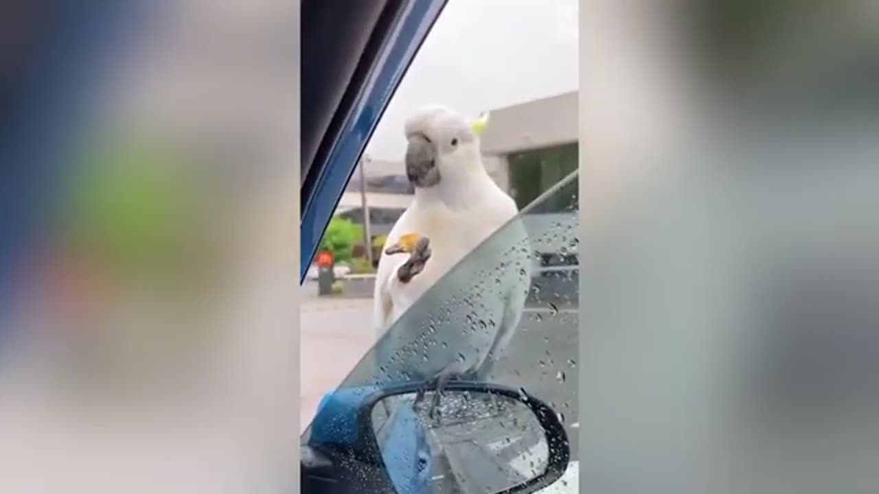 Kawanan burung pintar
