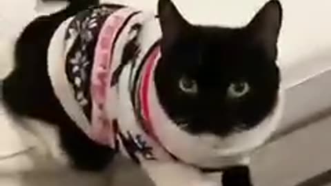 Funny animals video new animal video 2024