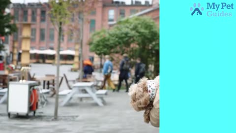 How To Train Your Dog To Stop Barking _ Best Ways To Stop Your Dog From Barking _ Pets Guide