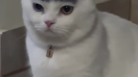 Kittiea