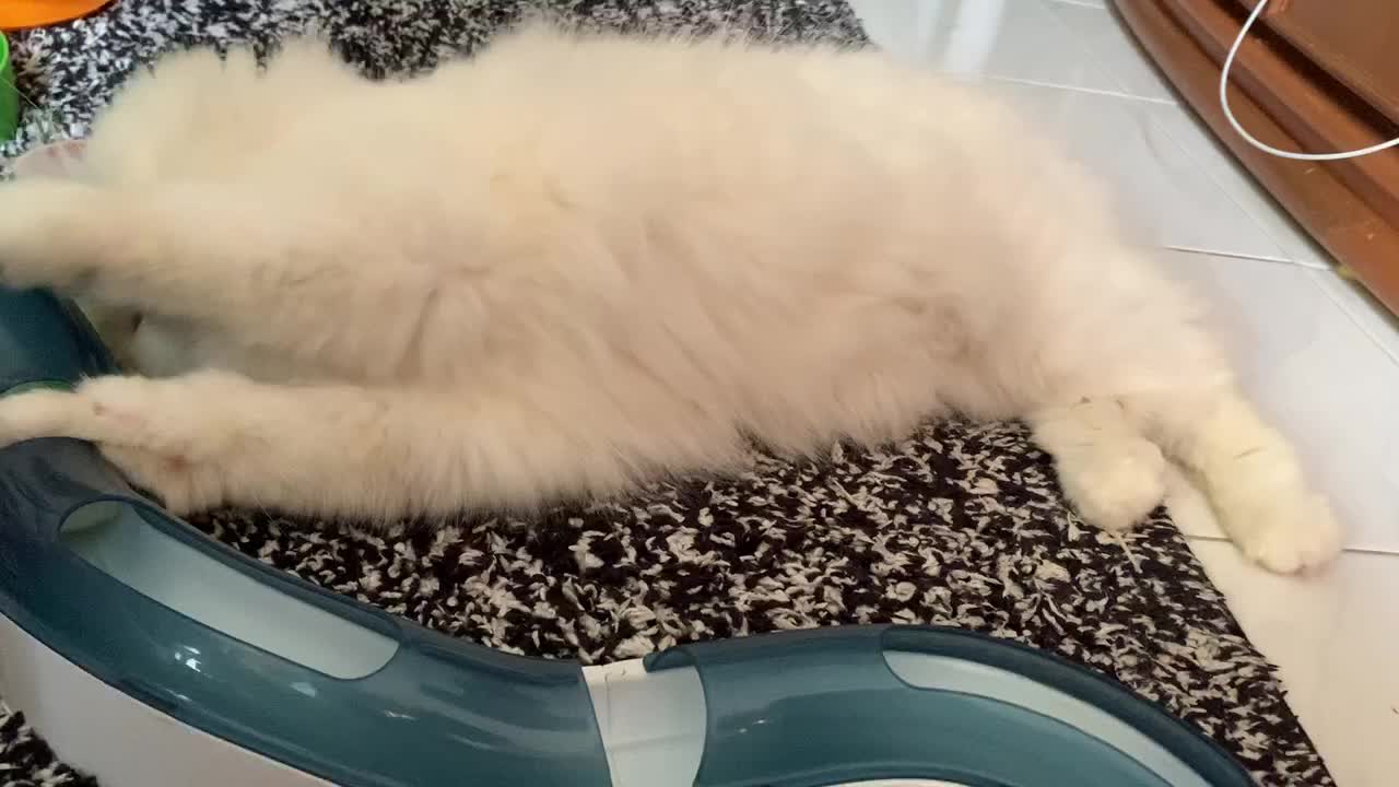 PLAYTIME- Cat being adorable with his toy