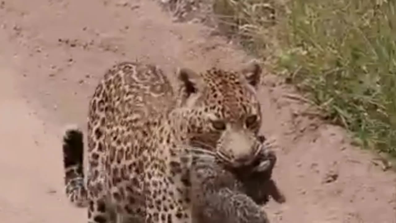 Leopard Carries Newborn Cub