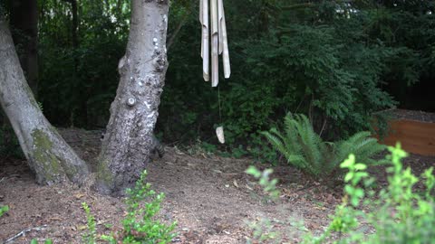 Raccoon playing with chimes