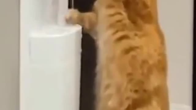 Water Cooler Kitty in the Office