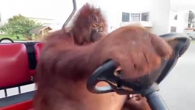 orangutan in car