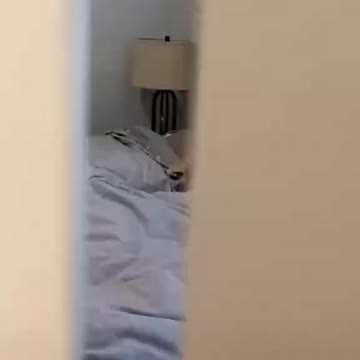 Hilarious sleeping dog... I never know what she's doing... Back there