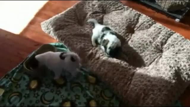 fun with animals in 2021