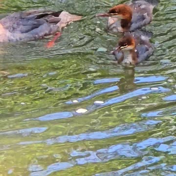 Goosander chicks with their mother in the river / beautiful water birds in the river.