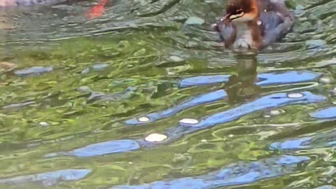 Goosander chicks with their mother in the river / beautiful water birds in the river.