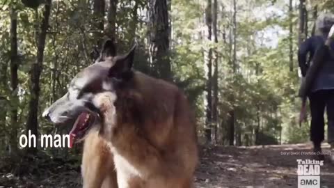 Diverged pet priorities