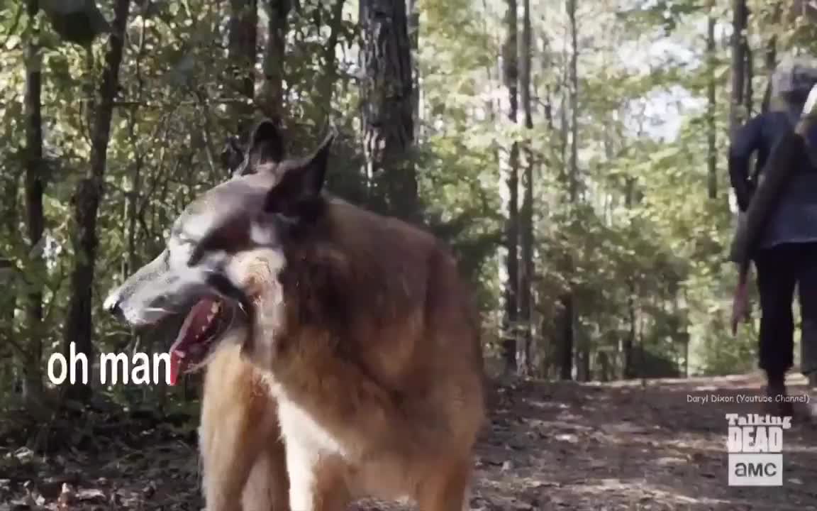 Diverged pet priorities