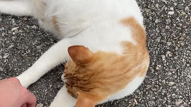 노랭이 고양이랑 놀기2
