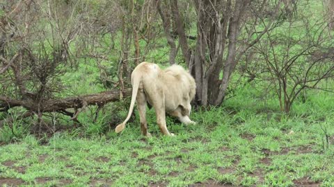 Rare White Lion in Kruger - Casper