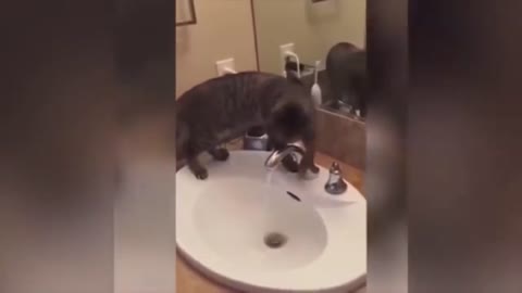 Funny Animal Fails Videos Clips CAT 2021