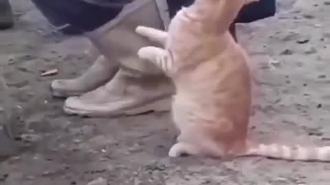 Funny cat