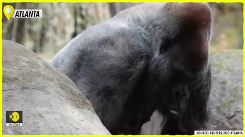 Atlanta: Ozzie, the world's oldest male gorilla, died at the age 61
