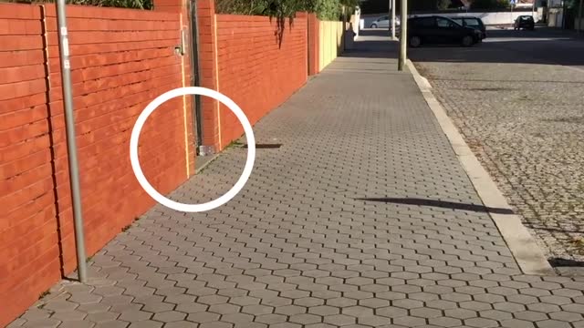 Cat Hisses At His Kitten little Sister Until...