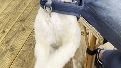 Cute Puppy Dances