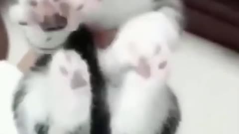 Funny Moments Animals - Best Of The Adorable Pets