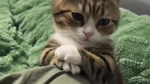 Do you love kittens❤️?