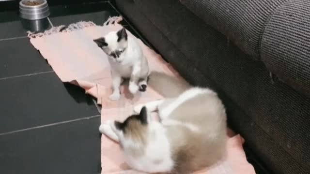 Brincadeira de gato.
