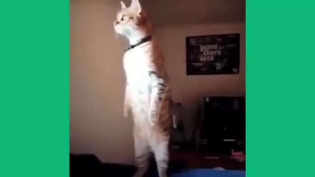 Funny cat video standing