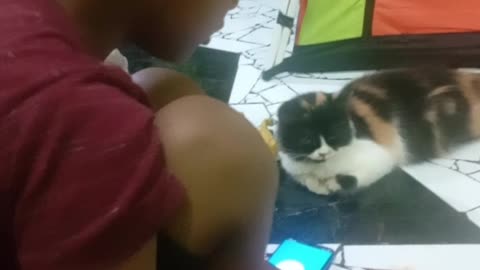 Funny cat