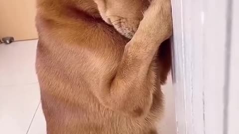 Dog That Will Make Your Day EP # 204 #shorts #Dogcompilation
