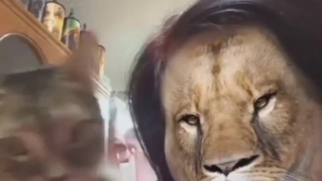 Funny animal videos 😂