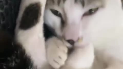 Sleeping with your paw in your mouth