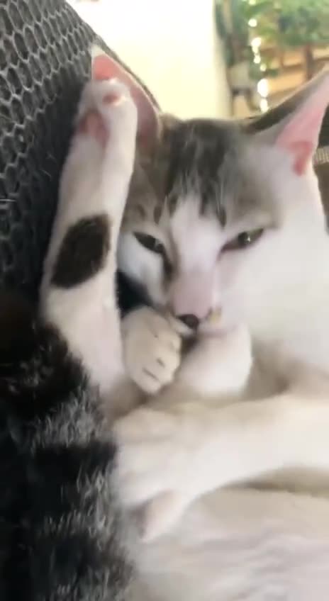Sleeping with your paw in your mouth