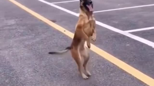 Husky dog Dances🤣😄🥰