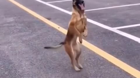 Husky dog Dances🤣😄🥰