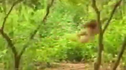 Cat,funy cat,funy cats, funny cat,