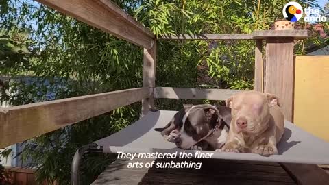 Dog Found By Highway Sprints To His New Family _ The Dodo Foster Diaries
