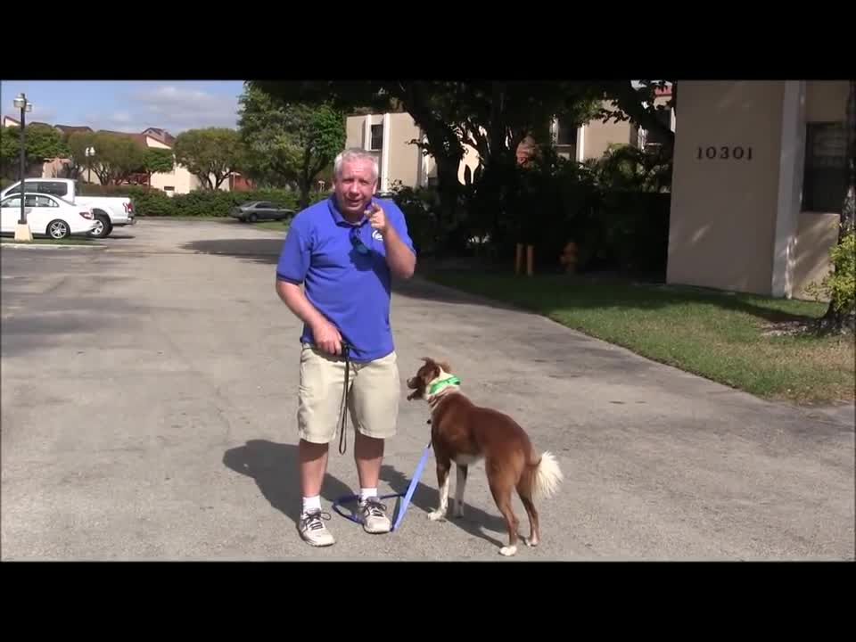 How To Teach Your Dog To Walk Nicely On A Leash In Just 1 Class!