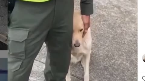 Cute dogs: cute, cute and funny dogs