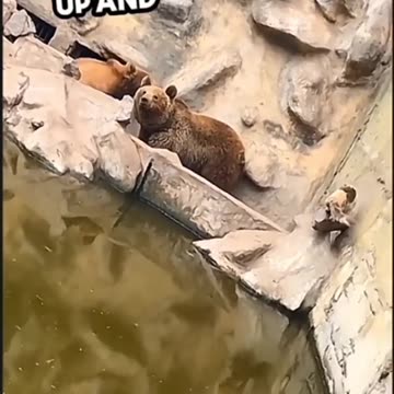 This Cat Entered A Bears Den And Almost Eat By Hungry Bears